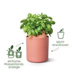 bouncy basil leaf green